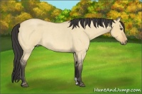 Horse Color:Buckskin Roan Dun