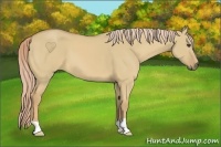 Horse Color:Palomino Dun 