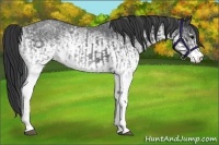 Horse Color:White Spotted Blue Roan Rabicano  and White Spotted Blue Roan Rabicano 