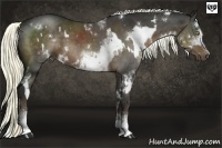 Horse Color:White Spotted Liver Chestnut  and White Spotted Liver Chestnut 