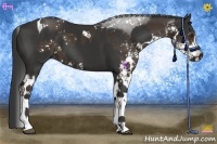 Horse Color:Liver Chestnut Sabino Tobiano  and Liver Chestnut Sabino 