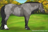 Horse Color:Grullo Roan  and Grullo Roan 