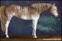 Horse Color:White Spotted Liver Chestnut Sabino  and White Spotted Liver Chestnut Sabino 