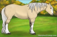 Horse Color:Silver Buckskin 