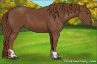 Horse Color:Chestnut  and Chestnut 