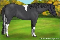 Horse Color:Blue Roan Tobiano