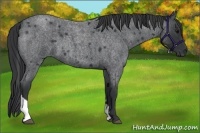 Horse Color:Blue Roan Tobiano 