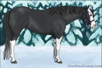 Horse Color:Black Splash