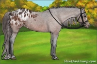 Horse Color:Bay Appaloosa  and Bay Appaloosa 