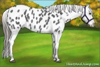 Horse Color:Blue Roan Appaloosa 