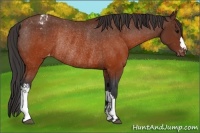 Horse Color:Brown Appaloosa Rabicano 