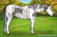 Horse Color:Grullo Splash Tobiano  and Grullo Splash Tobiano 