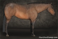 Horse Color:Buckskin  Brindle