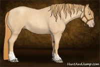 Horse Color:Gold Champagne Roan  and Gold Champagne Roan 