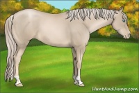 Horse Color:Chocolate Palomino Pearl  and Chocolate Palomino Pearl 