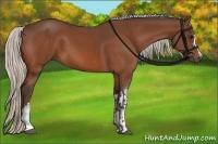 Horse Color:Silver Bay  and Silver Bay 