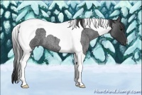 Horse Color:Blue Roan Tobiano