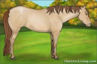 Horse Color:Bay Pearl Dun