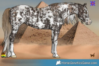 Horse Color:White Spotted Liver Chestnut Pearl Sabino  and White Spotted Liver Chestnut 