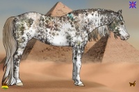 Horse Color:White Spotted Liver Chestnut Pearl Sabino  and White Spotted Liver Chestnut 