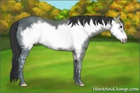 Horse Color:Black Ice Frame 
