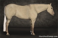 Horse Color:Silver Grullo  Brindle
