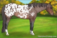 Horse Color:Bay Appaloosa Rabicano 