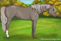 Horse Color:Silver Grullo 