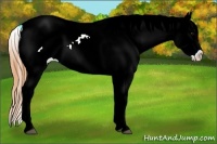 Horse Color:Buckskin Sabino Near Leopard 
