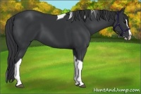 Horse Color:Black Splash Tobiano 
