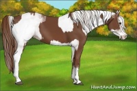 Horse Color:White Spotted Chestnut  and White Spotted Chestnut 