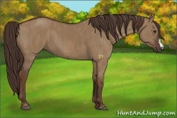 Horse Color:Liver Red Dun  Brindle