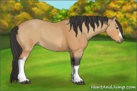 Horse Color:Buckskin Tobiano Frame and Buckskin Tobiano Frame