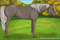 Horse Color:Silver Black  Brindle