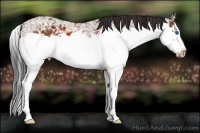 Horse Color:Brown Ice Splash Frame Appaloosa 