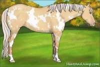Horse Color:White Spotted Silver Amber Champagne Dun 