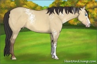 Horse Color:White Spotted Sable Champagne Dun Sabino Splash