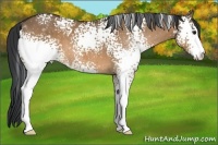 Horse Color:White Spotted Bay Dun Sabino