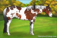 Horse Color:White Spotted Bay Sabino
