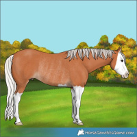 Horse Color:Silver Bay Splash Rabicano