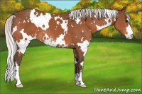 Horse Color:White Spotted Silver Bay Sabino 