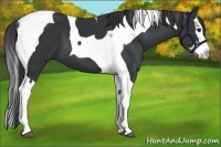 Horse Color:Black Splash Tobiano