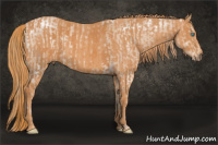 Horse Color:White Spotted Chocolate Perlino  Brindle