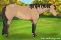 Horse Color:Buckskin Roan 