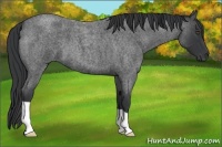 Horse Color:Blue Roan 