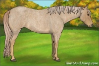 Horse Color:Palomino Roan  Brindle