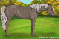 Horse Color:Silver Black Brindle