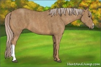 Horse Color:Palomino  Brindle