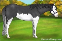 Horse Color:Blue Roan Splash