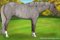 Horse Color:Silver Blue Roan Rabicano 